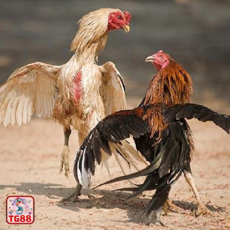 Đá Gà Cựa Sắt - Hạng cân và tiêu chí phân loại chiến kê